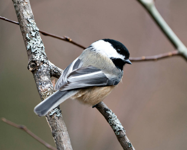 Chickadee close-up profile view on a tree branch with a blur background in its environment and habitat, displaying grey feather plumage wings and tail, black cap head. Image. Picture. Portrait. - 写真・画像