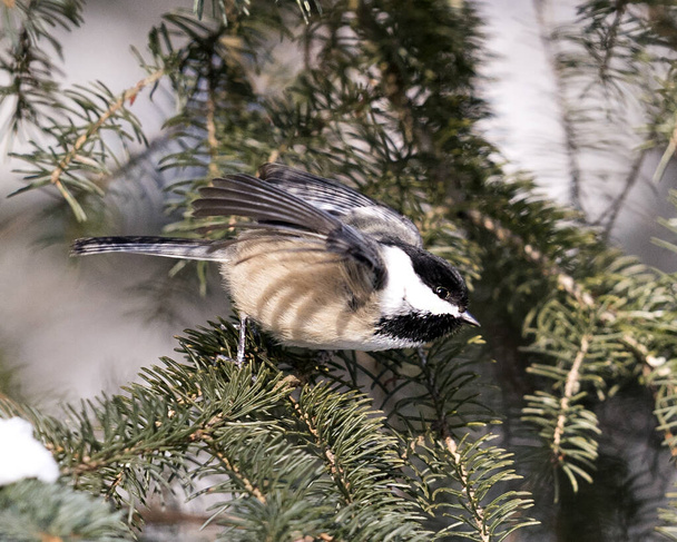 Chickadee close-up profile view perched on fir tree branch with spread wings with a blur background in its environment and habitat, displaying grey feather plumage wings and tail, black cap head. Image. Picture. Portrait. - 写真・画像