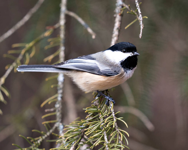 Chickadee close-up profile view on a tree branch with a blur background in its environment and habitat, displaying grey feather plumage wings and tail, black cap head. Image. Picture. Portrait. - Foto, Imagem