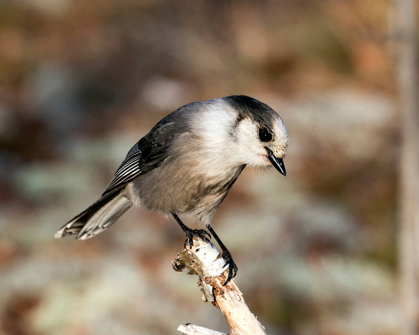 Grey Jay bird зблизька оглядовий майданчик розташований на гілці дерева в його середовищі і середовищі існування, показуючи сірі перо оперення крила і хвіст з розмитим тлом. - Фото, зображення