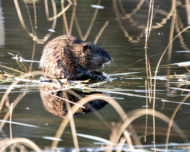 Muskrat stock photos. Muskrat in the water displaying its brown fur by a log with a blur water background in its environment and habitat. Image. Picture. Portrait. - Photo, Image