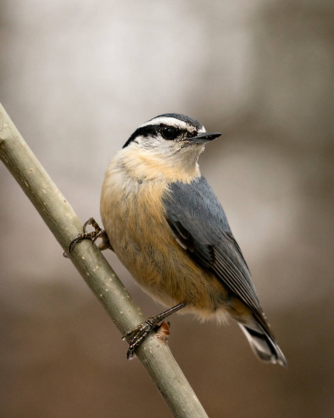 Nuthatch close-up profile view perched on a tree branch in its environment and habitat with a blur background, displaying feather plumage and bird tail.  Image. Picture. Portrait.  - Foto, imagen