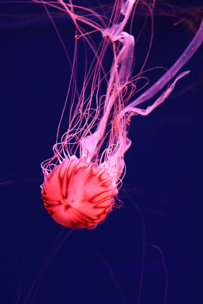 Élénk rózsaszín medúza sötét kék háttér. - Fotó, kép