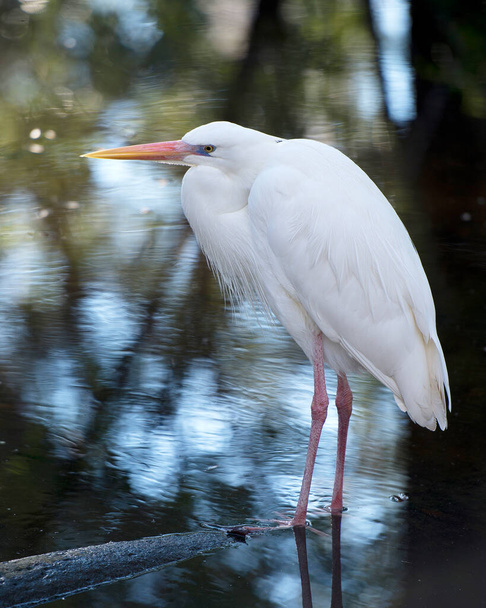 Great White Heron close-up profile view standing on log displaying beautiful white fluffy feathers plumage by the water with a background in its environment and habitat surrounding. Heron Photo. - Photo, image