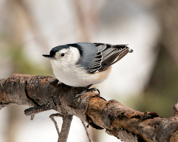White-Breasted Nuthatch close-up profile view perched with a blur background in its environment and habitat surrounding. - Фото, зображення