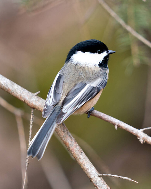 Chickadee close-up profile view on a tree branch with a blur background in its environment and habitat, displaying grey feather plumage wings and tail, black cap head. Image. Picture. Portrait. - Fotó, kép