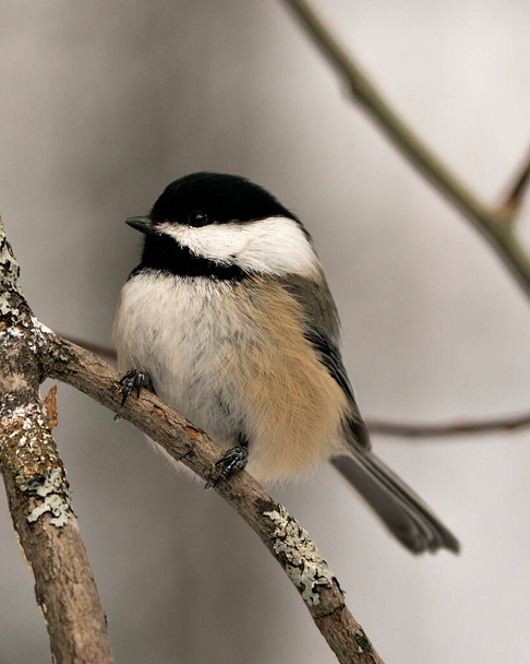 Chickadee perched on a branch with a blur background in its habitat and environment displaying feather plumage, body, head, eye, beak, plumage. Image. Picture. Portrait.  - Photo, image