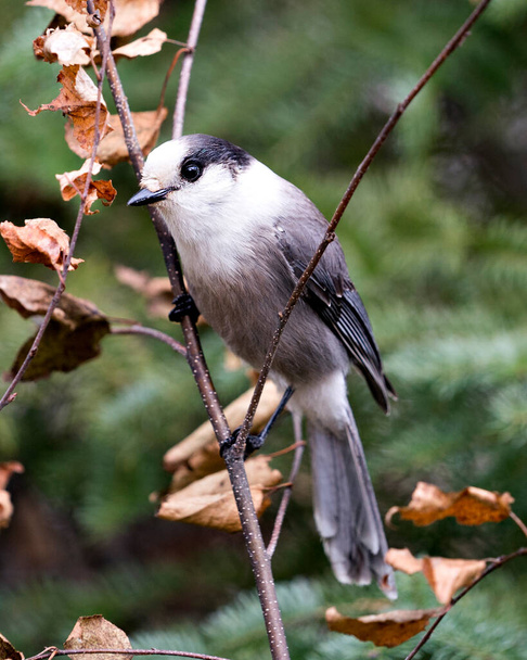 Vista del perfil de Grey Jay de cerca en una rama con un fondo borroso en su entorno y hábitat, mostrando alas de plumaje de plumaje gris y cola. - Foto, Imagen