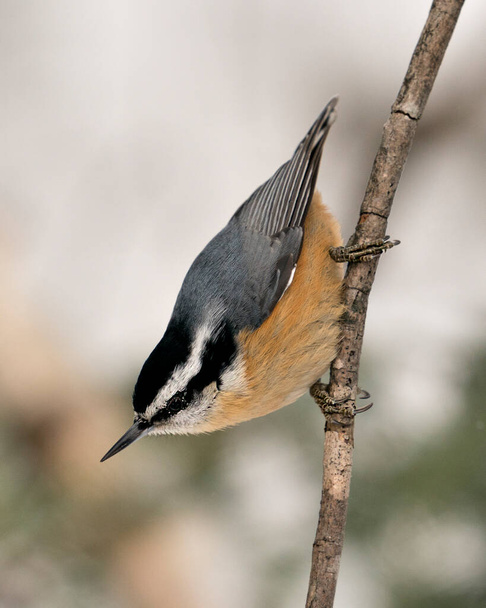 Nuthatch close-up profile view perched on a tree branch in its environment and habitat with a blur background, displaying feather plumage and bird tail.  Image. Picture. Portrait. - Foto, imagen