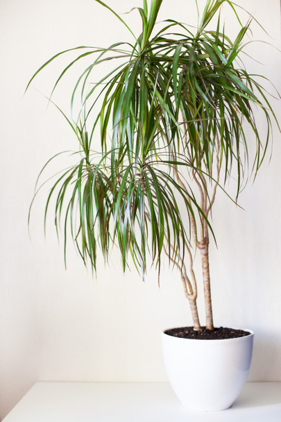 Houseplant dracaena in a white pot on a light grey background. Home plants care and home gardening concept. Vertical image. Selective focus.  - Photo, Image