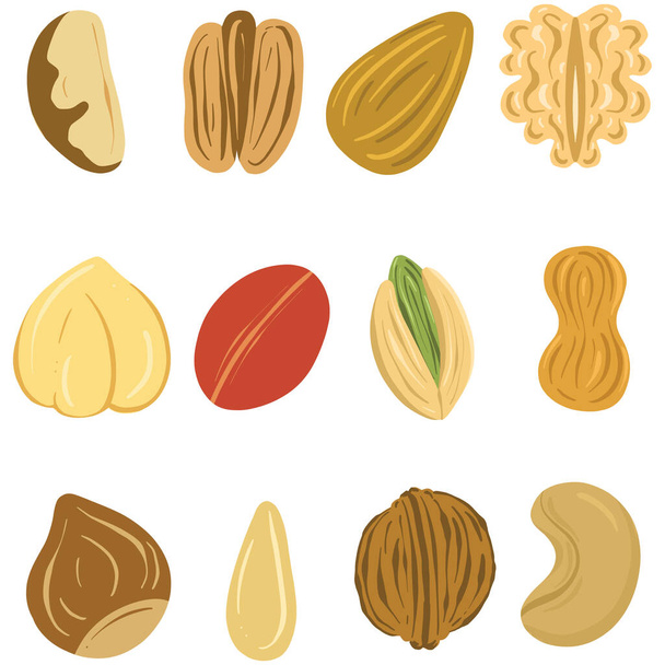Raccolta di noci e semi Design Illustrazione per includere anacardi Brasile noce arachidi ecc - Vettoriali, immagini