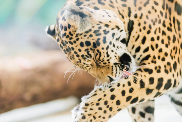 Leopardo pantera padus kotiya bestia en una roca - Foto, imagen