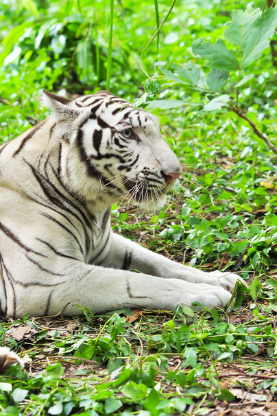white bengal tiger - Foto, Imagen