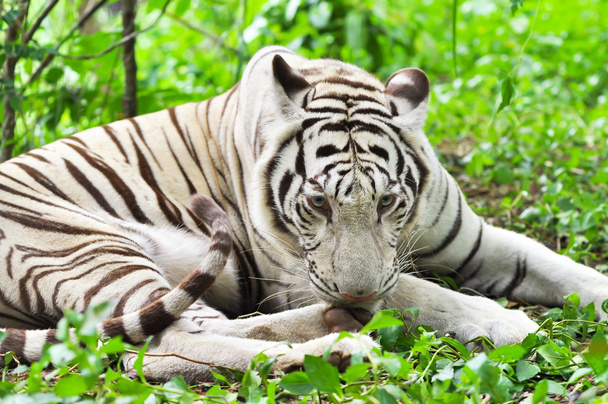 Bengálský tygr bílý - Fotografie, Obrázek