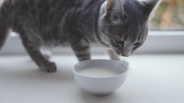 Schattige hongerige grijze kitten die kattenmelk uit de kom op tafel eet. Sluit maar af. Huisdier thuis houden - Video