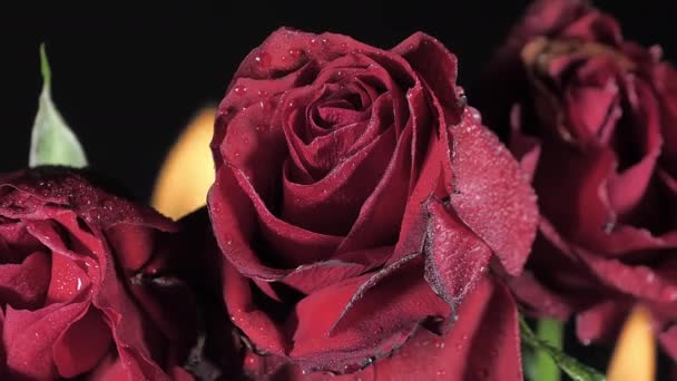 Három szál rózsa a fekete szobában. Romantikus koncepció - Felvétel, videó