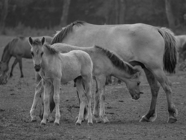 caballos salvajes en Westfalia - Foto, imagen