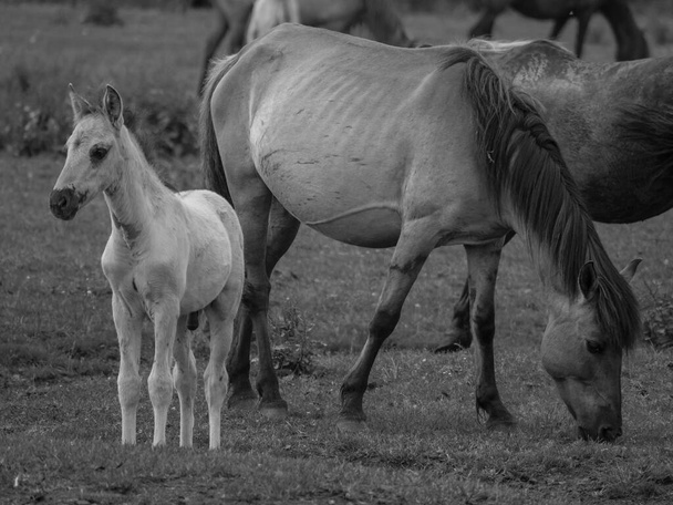 caballos salvajes en Westfalia - Foto, imagen