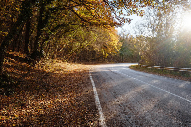 Asphalt road with fallen leaves in autumn forest. - Foto, imagen