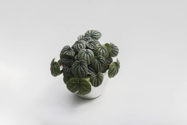 Beyaz arka planda koyu yeşil yapraklı peperomia caperata. Ev dekorasyonu için minimalist ev bitkisi. - Fotoğraf, Görsel