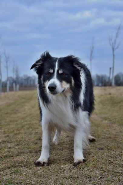 Border collie is standing in the grass. He is so crazy dog on trip. - Photo, Image