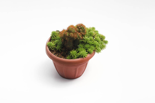 Cute cactus with green portulaca (krokot gantung) on red pot isolated on white background. Minimalist houseplant stock images. - Foto, Imagen