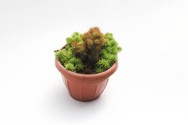 Roztomilý kaktus se zeleným portulaca (krokot gantung) na červeném hrnci izolované na bílém pozadí. Minimalistické obrázky rostlin v domácnosti. - Fotografie, Obrázek