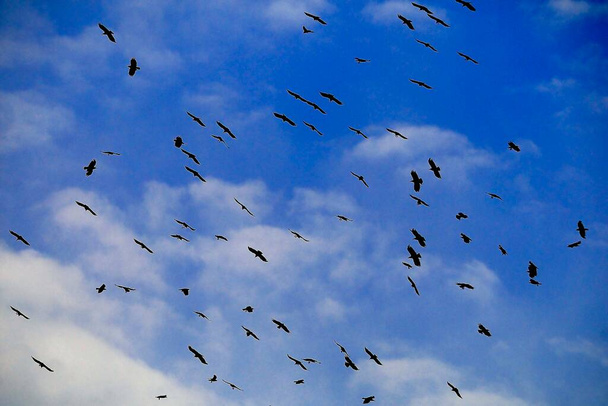 Pyrhocorax pyrhocorax - La chova piquirroja es una especie de ave paseriforme de la familia Corvidae. - Fotografie, Obrázek
