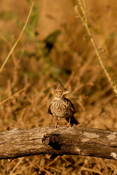 Galerida cristata - La cogujada común es una especie de ave en la familia Alaudidae.. - Foto, Imagen