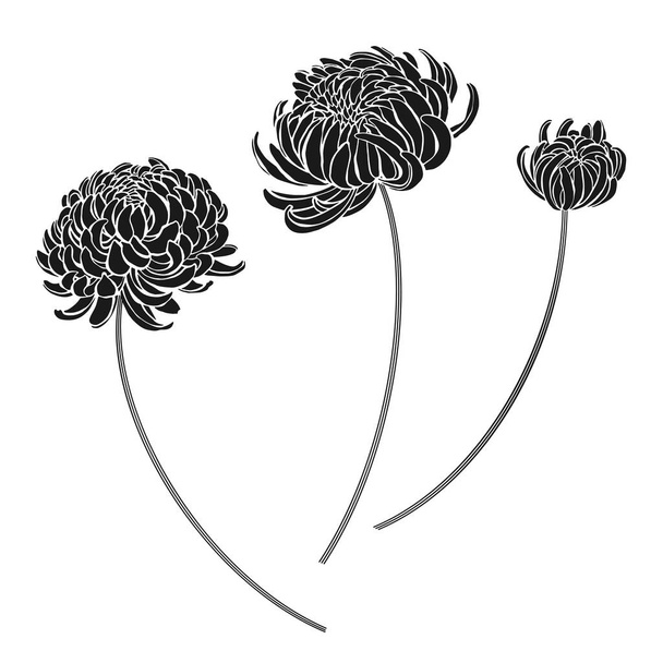 Chrysanthemums. Three isolated vector elements on white.  - Vetor, Imagem