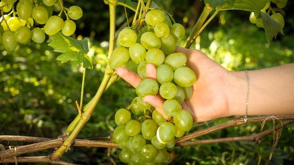 Primer plano de la mano femenina sosteniendo uvas verdes orgánicas que crecen en el viñedo doméstico. Concepto de vinificación ecológica natural, agricultura y cosecha. - Foto, Imagen