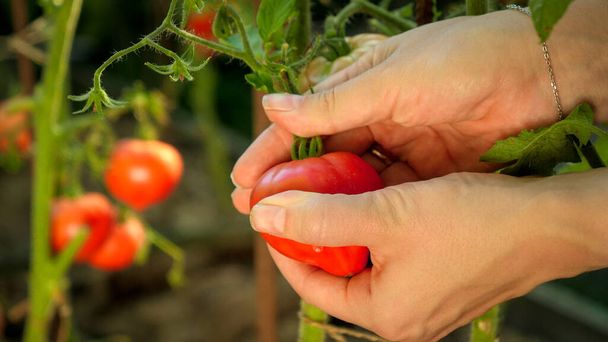 Крупный план женщин-фермеров, собирающих спелые красные помидоры, растущие в саду. - Фото, изображение