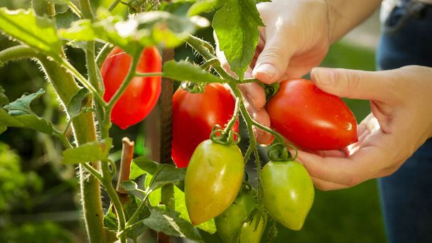 Naispuutarhuri poimien kypsiä punaisia tomaatteja takapihalla puutarhassa. Luonnonmukaisten elintarvikkeiden, ravitsemuksen ja kotieläintuotannon käsite - Valokuva, kuva