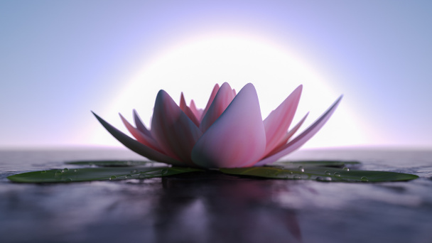 achtergrond met een roze lotus bloem (3d rendering) - Foto, afbeelding