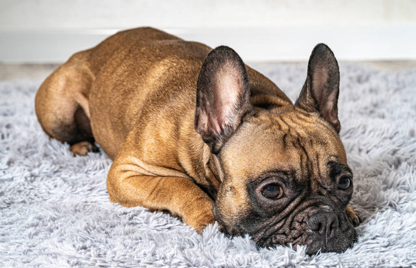 cute french bulldog lying on a carpet - Foto, Imagen