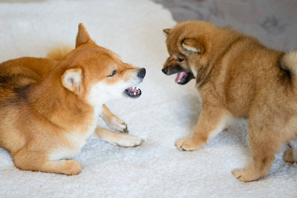 Pets are of the Shiba Inu breed. Mom dog with cute puppy son play and get angry. Japanese sobaa shiba inu. Bright Shiba Inu dog. The puppy plays with mom. Shiba inu dog angry - Photo, Image