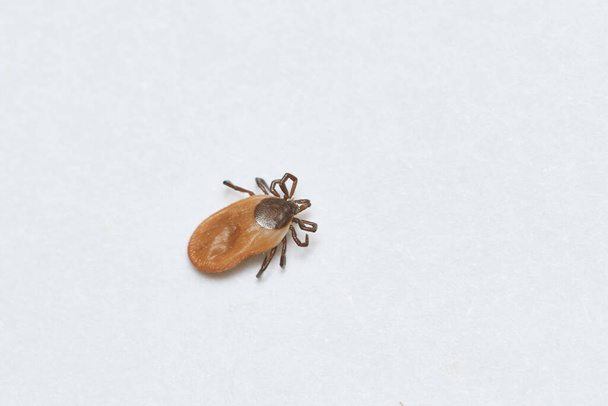 dangerous parasitic mite insect. Desease carrier tick - Photo, Image