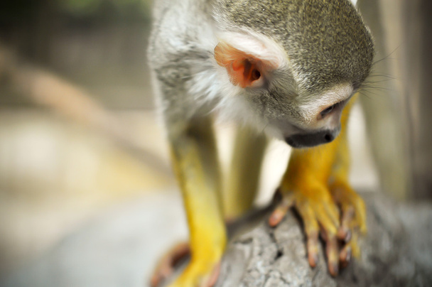 veverka opice - Fotografie, Obrázek