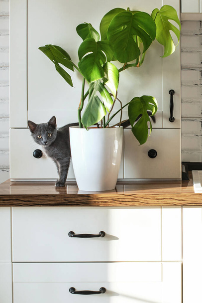 Monstera plant in a white pot on a white kitchen and little grey domestic cat. The concept of homeplant and pets. Monstera deliciosa leaves or Swiss cheese tropical leaf. - Фото, зображення