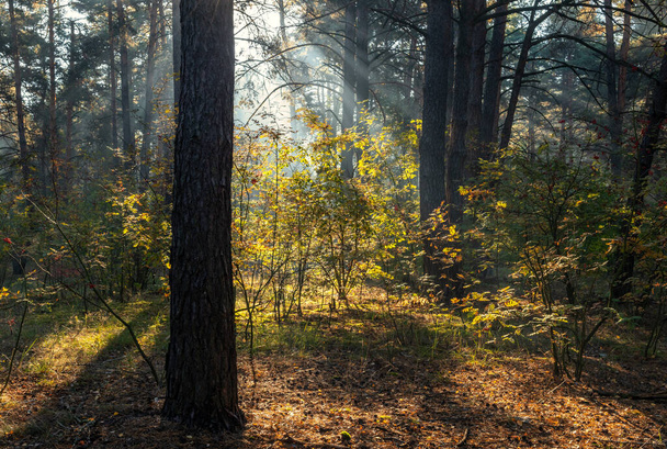 Güneş ışınları ağaçların dallarını delip geçer. Güzel bir sonbahar sabahı. - Fotoğraf, Görsel