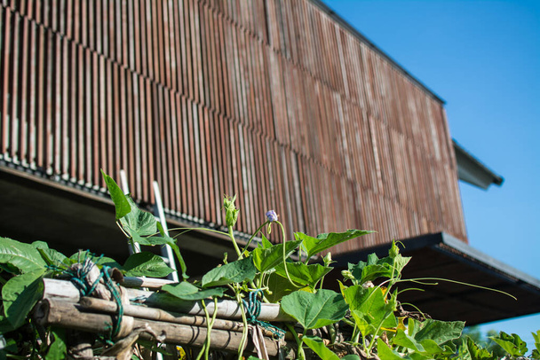Lentil plant creep in the garden with blue sky  - Фото, зображення