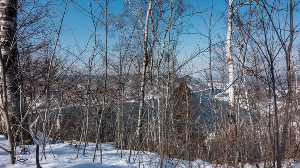 Forêt d'hiver par une journée ensoleillée. Des troncs et des branches nues de bouleaux et d'arbustes sur le fond du ciel azur et de la rivière bleue sans glace Angara. Neige sur le sol. Sibérie - Photo, image