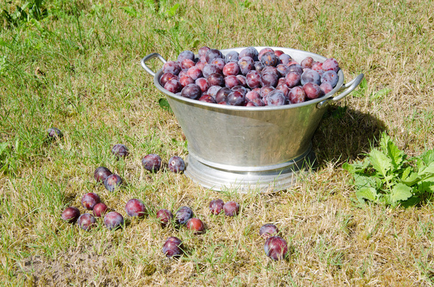 Bucket full of freshly picked plums - Photo, Image