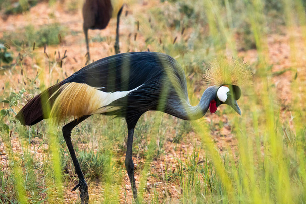 A beautiful shot of a Grey crowned crane, Uganda - Fotoğraf, Görsel