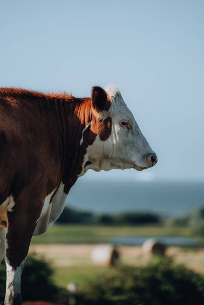 A vertical portrait of a brown cow with white spots - 写真・画像