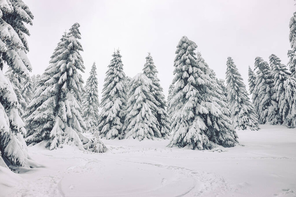 A beautiful view of a winter landscape with trees covered in snow, Donovaly, Slovakia - Foto, Bild