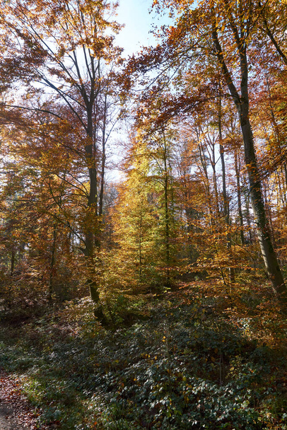 Μια όμορφη θέα των φθινοπωρινών δέντρων σε ένα χωράφι - Φωτογραφία, εικόνα
