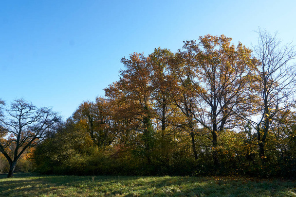 A beautiful view of autumn trees in a field - Foto, Bild