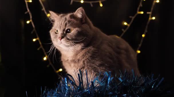 Кот празднует Рождество и Новый 2022 год - Кадры, видео