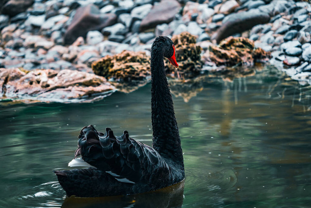 A closeup of a black swan swimming - Foto, imagen